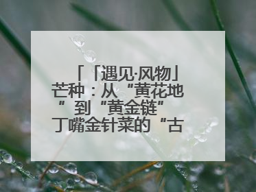 「遇见·风物」芒种：从“黄花地”到“黄金链” 丁嘴金针菜的“古法”经