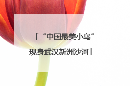 “中国最美小鸟”现身武汉新洲沙河