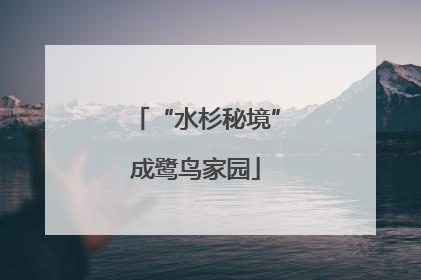 “水杉秘境”成鹭鸟家园