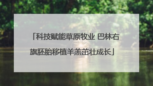 科技赋能草原牧业 巴林右旗胚胎移植羊羔茁壮成长