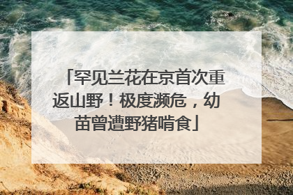 罕见兰花在京首次重返山野！极度濒危，幼苗曾遭野猪啃食