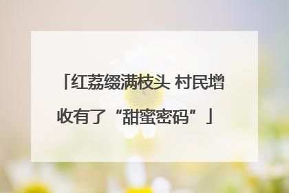 红荔缀满枝头 村民增收有了“甜蜜密码”