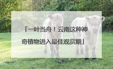 一叶当舟！云南这种神奇植物进入最佳观赏期