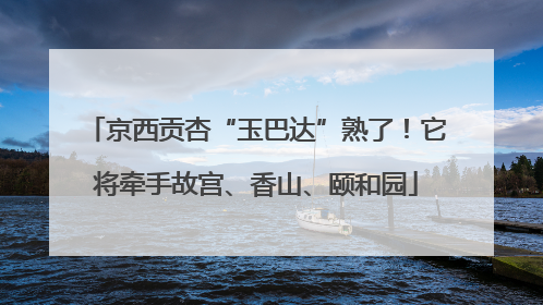 京西贡杏“玉巴达”熟了！它将牵手故宫、香山、颐和园