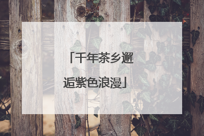 千年茶乡邂逅紫色浪漫