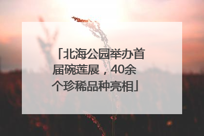 北海公园举办首届碗莲展，40余个珍稀品种亮相