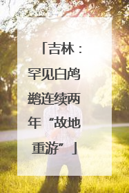 吉林：罕见白鸬鹚连续两年“故地重游”