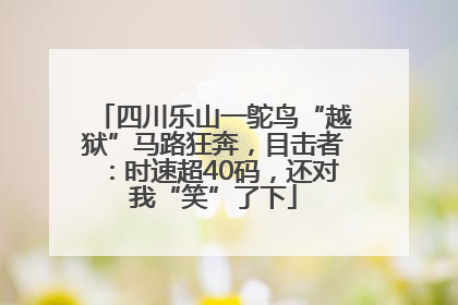 四川乐山一鸵鸟“越狱”马路狂奔，目击者：时速超40码，还对我“笑”了下