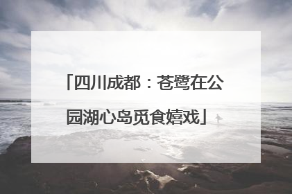 四川成都：苍鹭在公园湖心岛觅食嬉戏