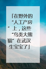 在野外的“人工产房”上，这些“鸟类大熊猫”在武汉生宝宝了