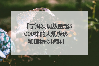 宁洱发现数量超3000株的大规模珍稀植物桫椤群