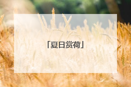 夏日赏荷