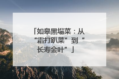 如皋黑塌菜：从“霜打趴菜”到“长寿金叶”