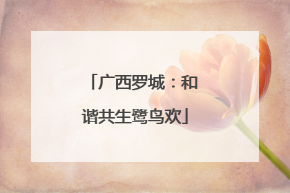 广西罗城：和谐共生鹭鸟欢
