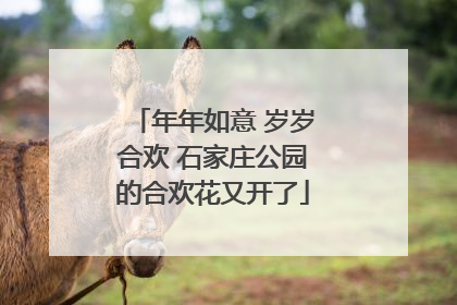 年年如意 岁岁合欢 石家庄公园的合欢花又开了