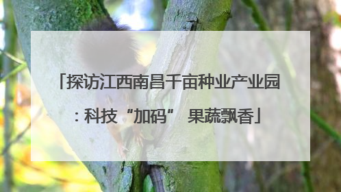 探访江西南昌千亩种业产业园：科技“加码” 果蔬飘香