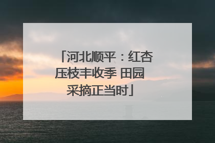 河北顺平：红杏压枝丰收季 田园采摘正当时