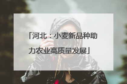 河北：小麦新品种助力农业高质量发展