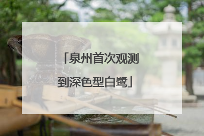 泉州首次观测到深色型白鹭