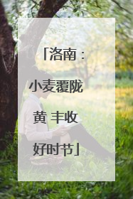 洛南：小麦覆陇黄 丰收好时节