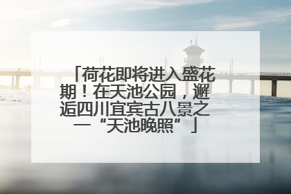 荷花即将进入盛花期！在天池公园，邂逅四川宜宾古八景之一“天池晚照”