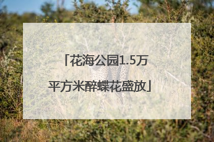 花海公园1.5万平方米醉蝶花盛放