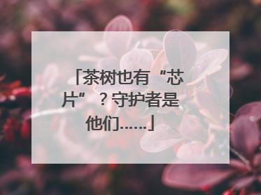 茶树也有“芯片”？守护者是他们……