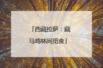 西藏拉萨：藏马鸡林间觅食