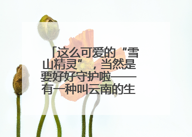 这么可爱的“雪山精灵”，当然是要好好守护啦——有一种叫云南的生活之365天