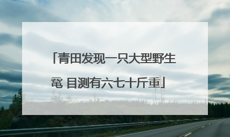 青田发现一只大型野生鼋 目测有六七十斤重