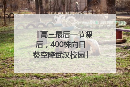高三最后一节课后，400株向日葵空降武汉校园