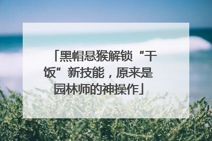 黑帽悬猴解锁“干饭”新技能，原来是园林师的神操作