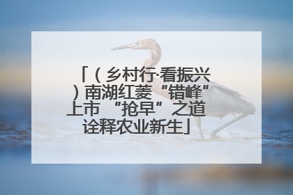 （乡村行·看振兴）南湖红菱“错峰”上市 “抢早”之道诠释农业新生