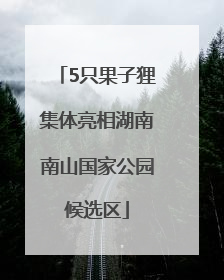 5只果子狸集体亮相湖南南山国家公园候选区
