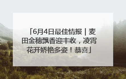 6月4日最佳情报｜麦田金穗飘香迎丰收，凌霄花开娇艳多姿！恭喜